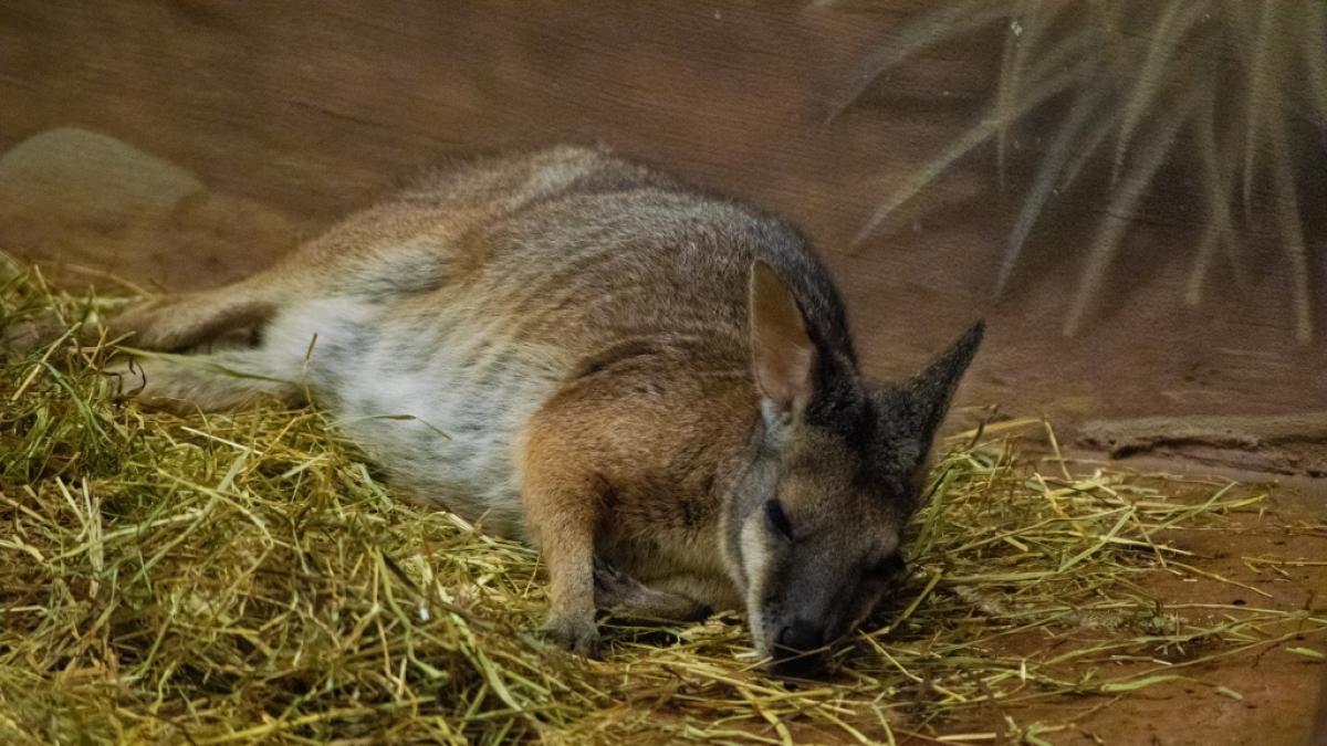 In der Ukraine sollen russische Soldaten Zoo-Tiere, darunter ein K&auml;nguru, gegessen haben. (Symbolfoto) (Foto)