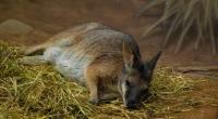 In der Ukraine sollen russische Soldaten Zoo-Tiere, darunter ein Känguru, gegessen haben. (Symbolfoto)