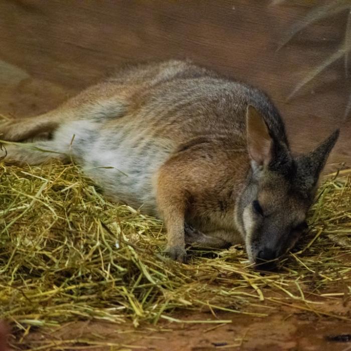 Barbarisches Verhalten! Putin-Soldaten fressen Zoo-Tiere