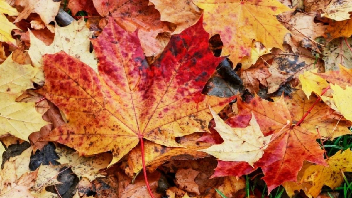 D&uuml;rfen wir uns auf einen goldenen Oktober freuen? (Foto)
