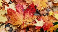 Dürfen wir uns auf einen goldenen Oktober freuen?