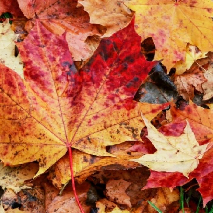 Frost oder goldenes Herbst-Wetter? Das prophezeit der 100-jährige Kalender