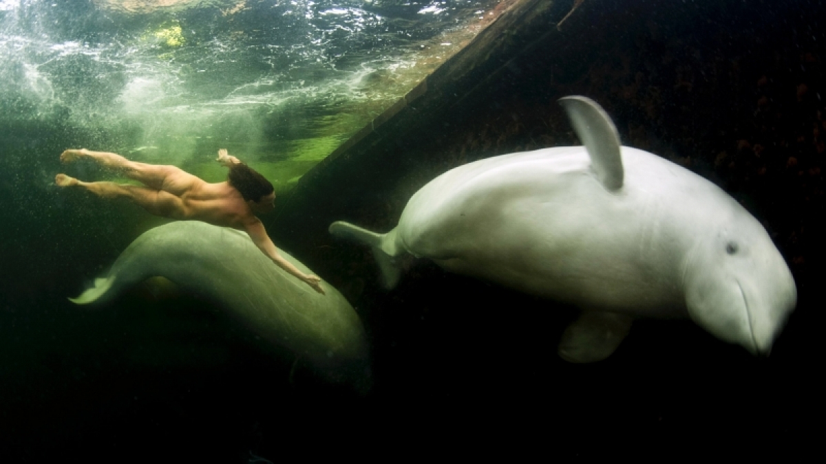 Natalia Avseenko tauchte in eiskaltem Wasser mit Beluga-Walen. (Foto)