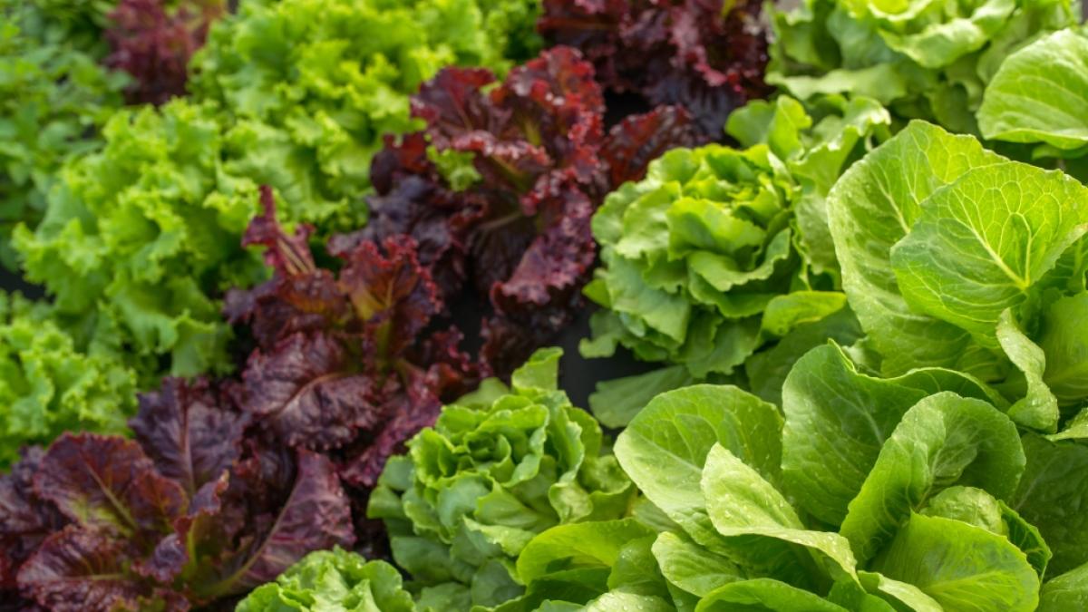 Salat-R&uuml;ckruf bei Edeka und Marktkauf. (Foto)