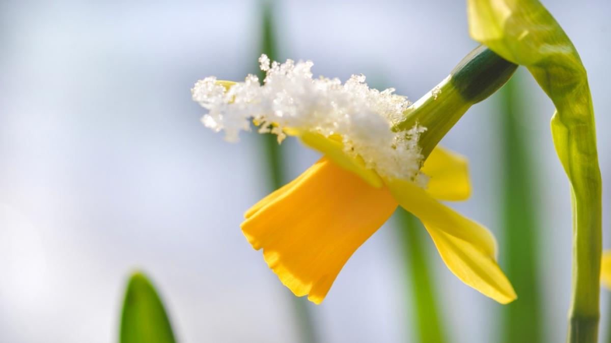 Der Fr&uuml;hling hat in Deutschland vorerst eine Pause eingelegt. (Foto)